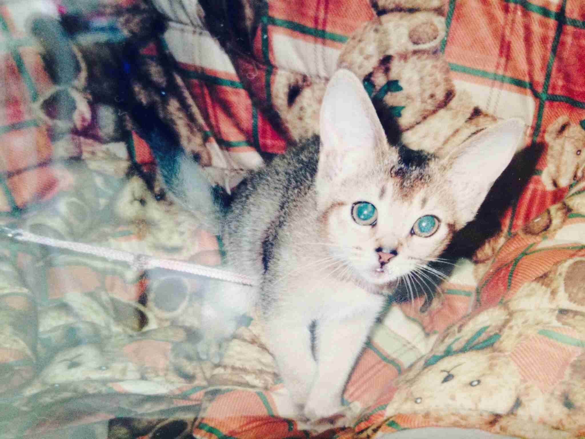 ちょっとクスッとくる猫の画像