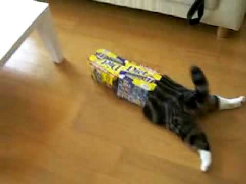 ちょっとクスッとくる猫の画像