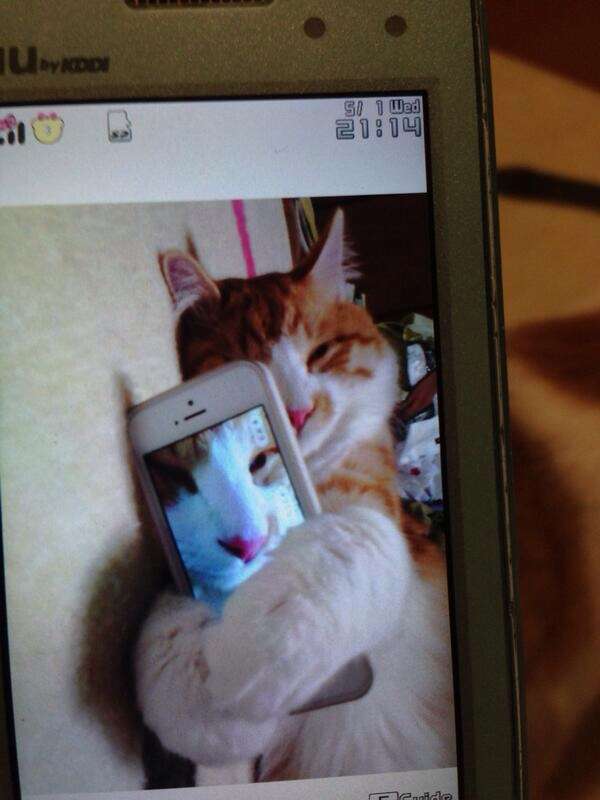 ちょっとクスッとくる猫の画像
