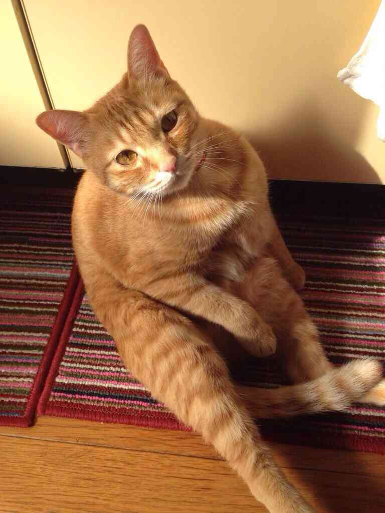 ちょっとクスッとくる猫の画像