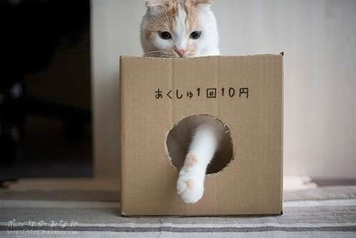 ちょっとクスッとくる猫の画像