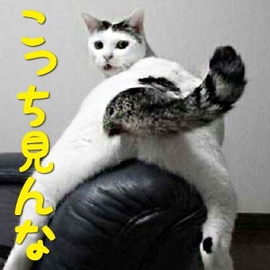 ちょっとクスッとくる猫の画像