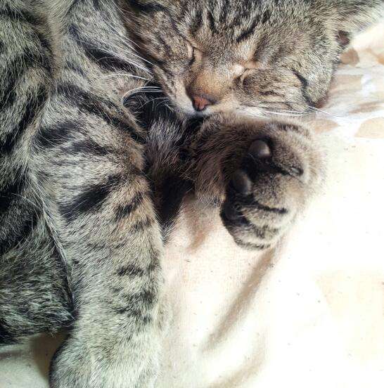 ちょっとクスッとくる猫の画像