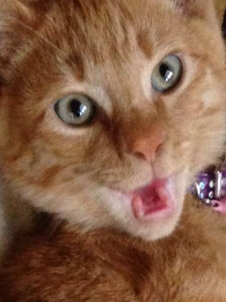 ちょっとクスッとくる猫の画像