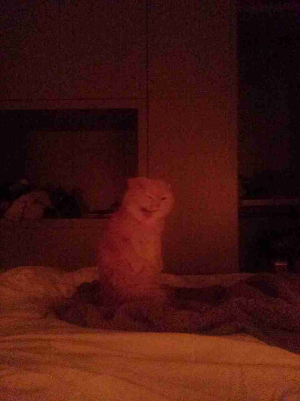 ちょっとクスッとくる猫の画像