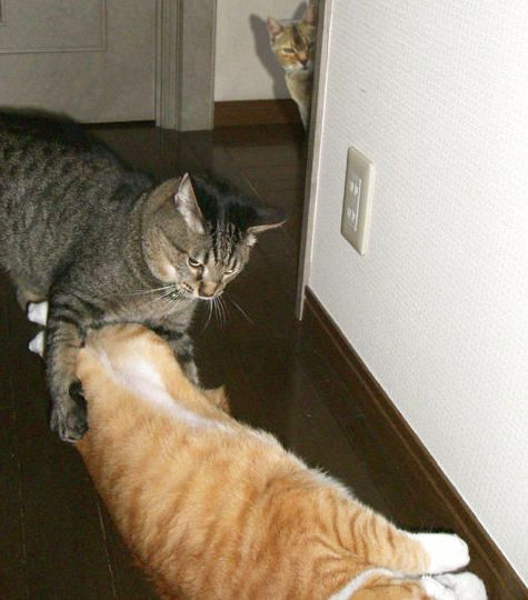 ちょっとクスッとくる猫の画像