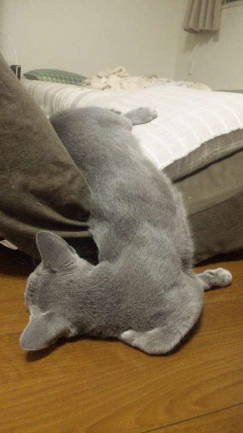 ちょっとクスッとくる猫の画像