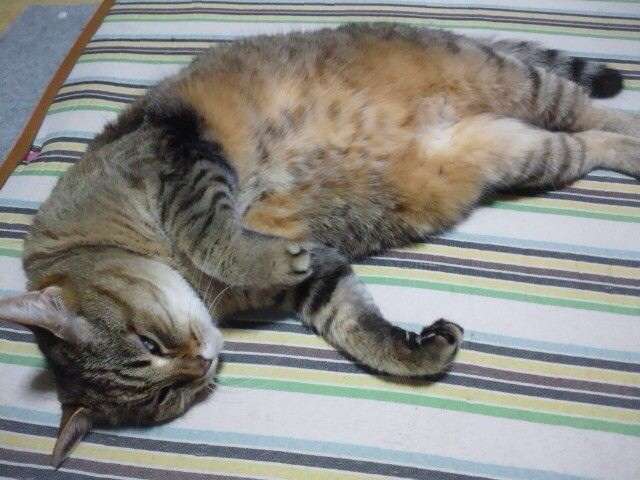 ちょっとクスッとくる猫の画像