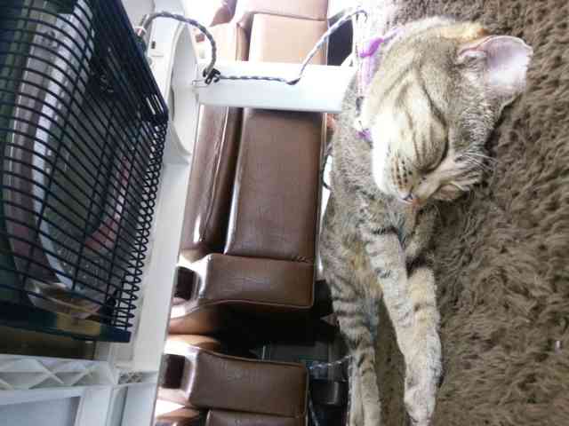 ちょっとクスッとくる猫の画像