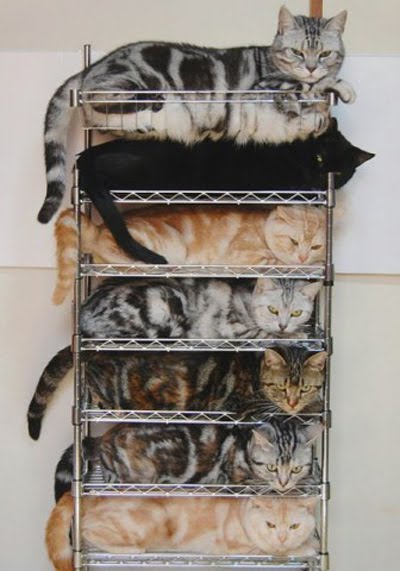 ちょっとクスッとくる猫の画像