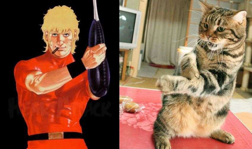 ちょっとクスッとくる猫の画像