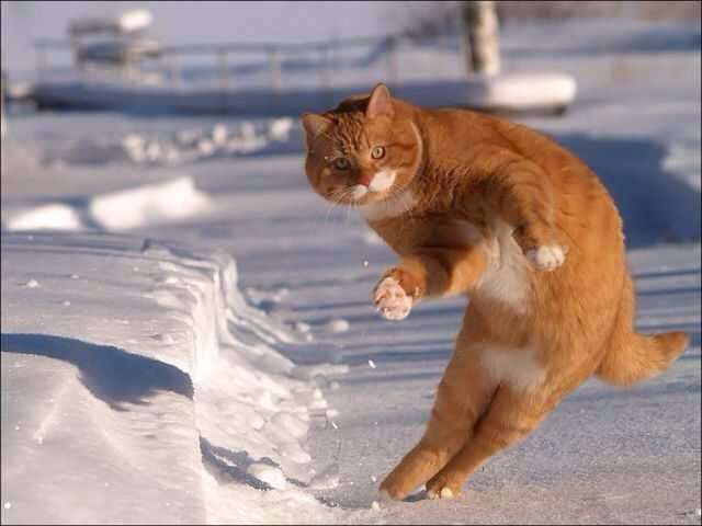 ちょっとクスッとくる猫の画像