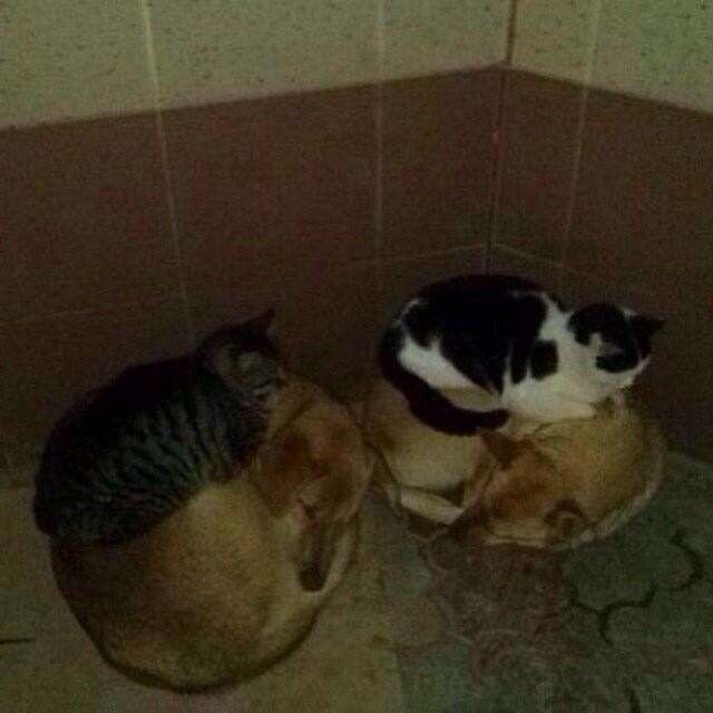 ちょっとクスッとくる猫の画像