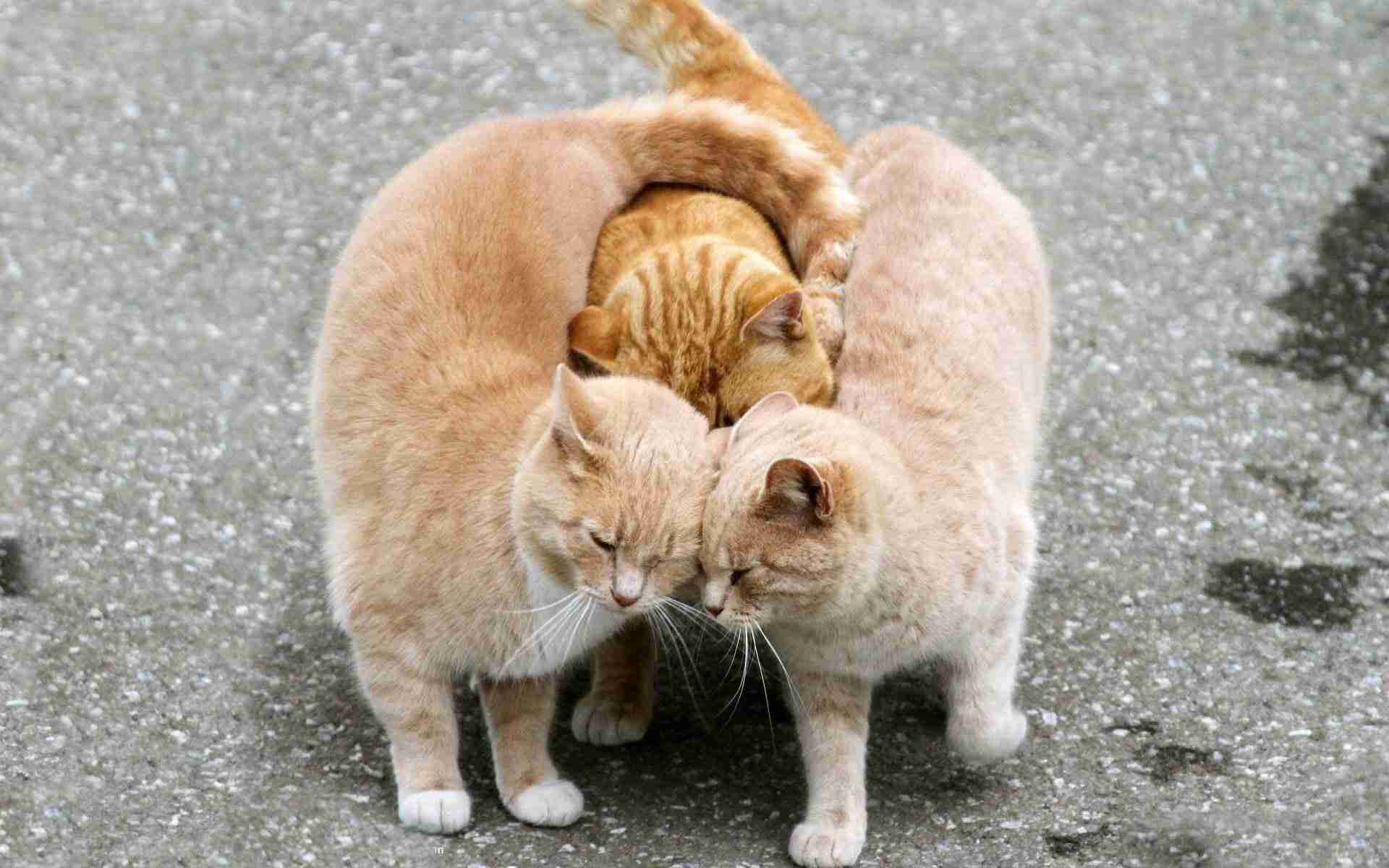ちょっとクスッとくる猫の画像