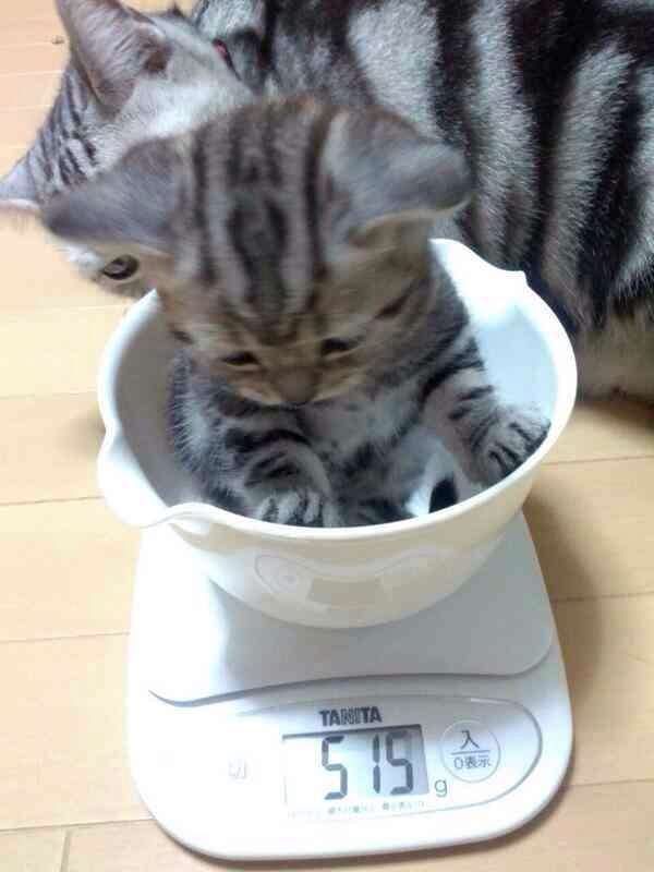 ちょっとクスッとくる猫の画像