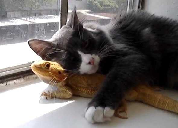 ちょっとクスッとくる猫の画像
