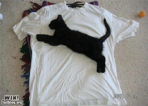 ちょっとクスッとくる猫の画像