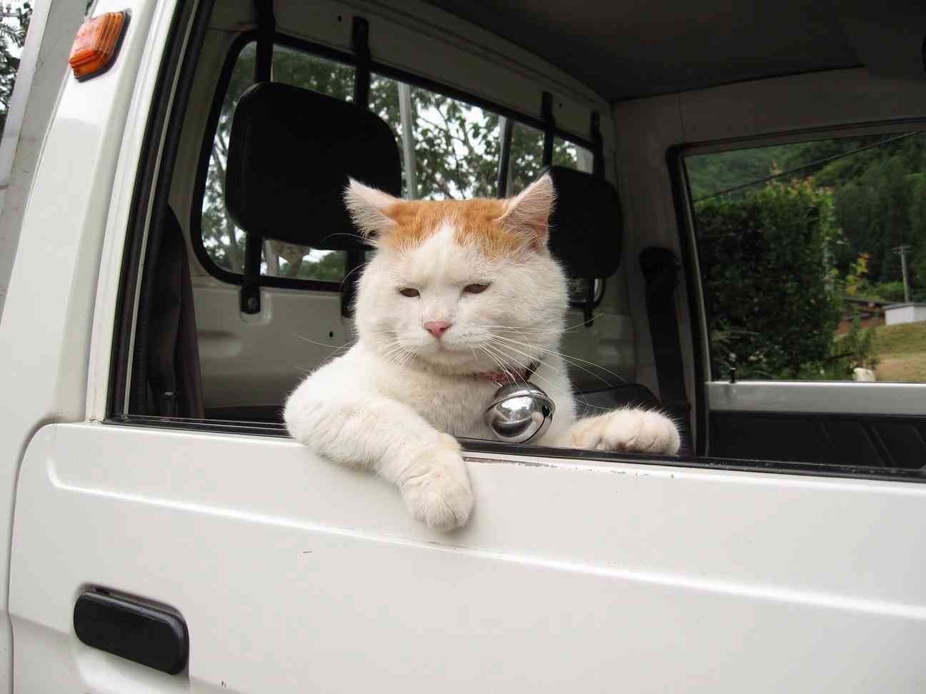 ちょっとクスッとくる猫の画像