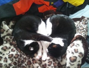 ちょっとクスッとくる猫の画像