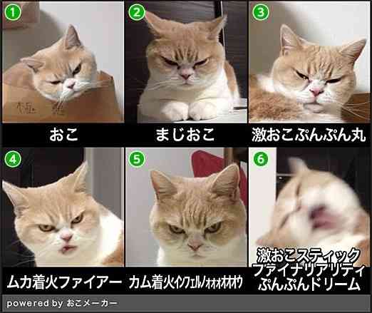 ちょっとクスッとくる猫の画像