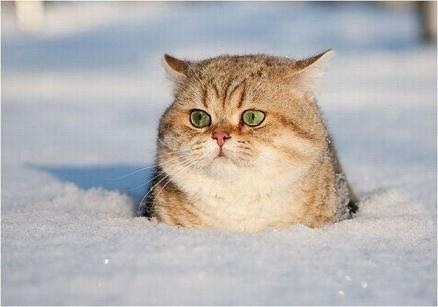 ちょっとクスッとくる猫の画像