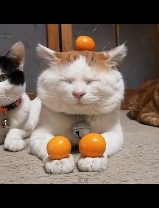 ちょっとクスッとくる猫の画像