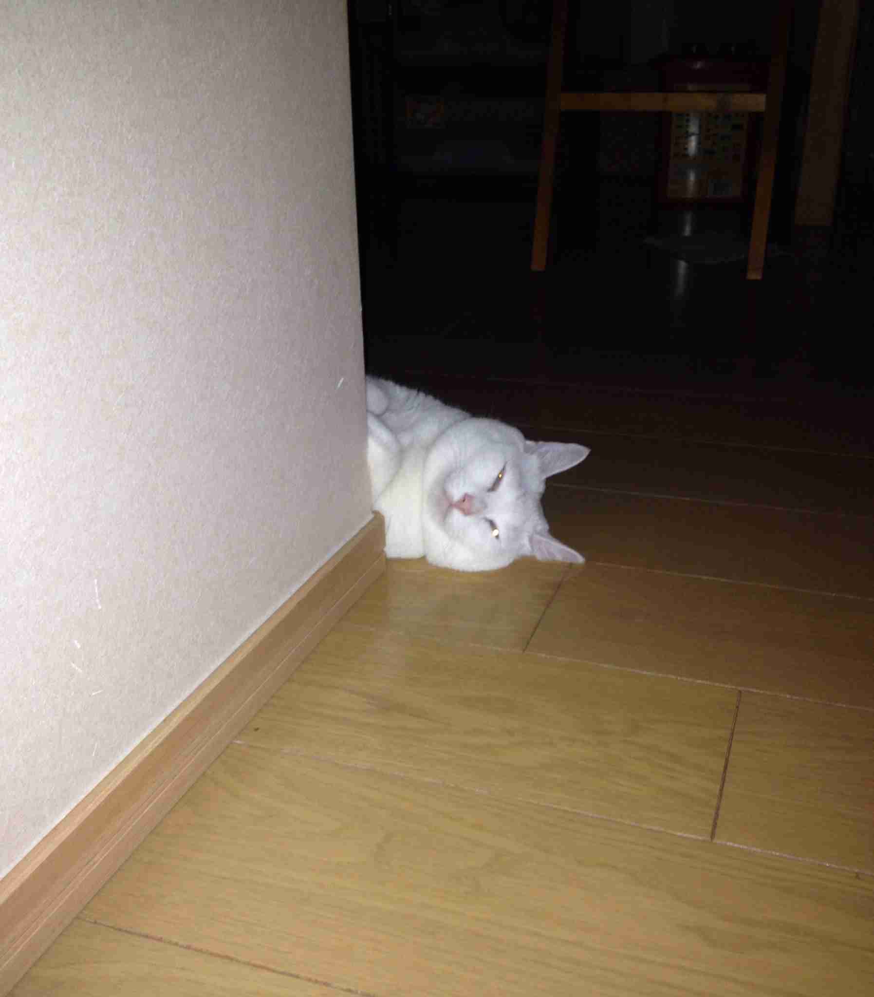 ちょっとクスッとくる猫の画像