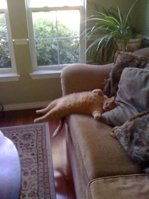 ちょっとクスッとくる猫の画像