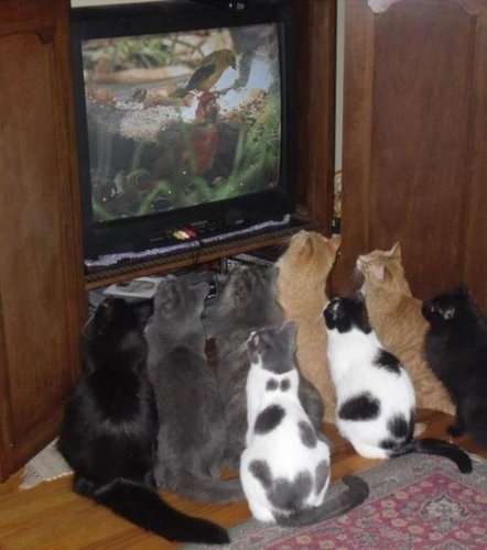 ちょっとクスッとくる猫の画像