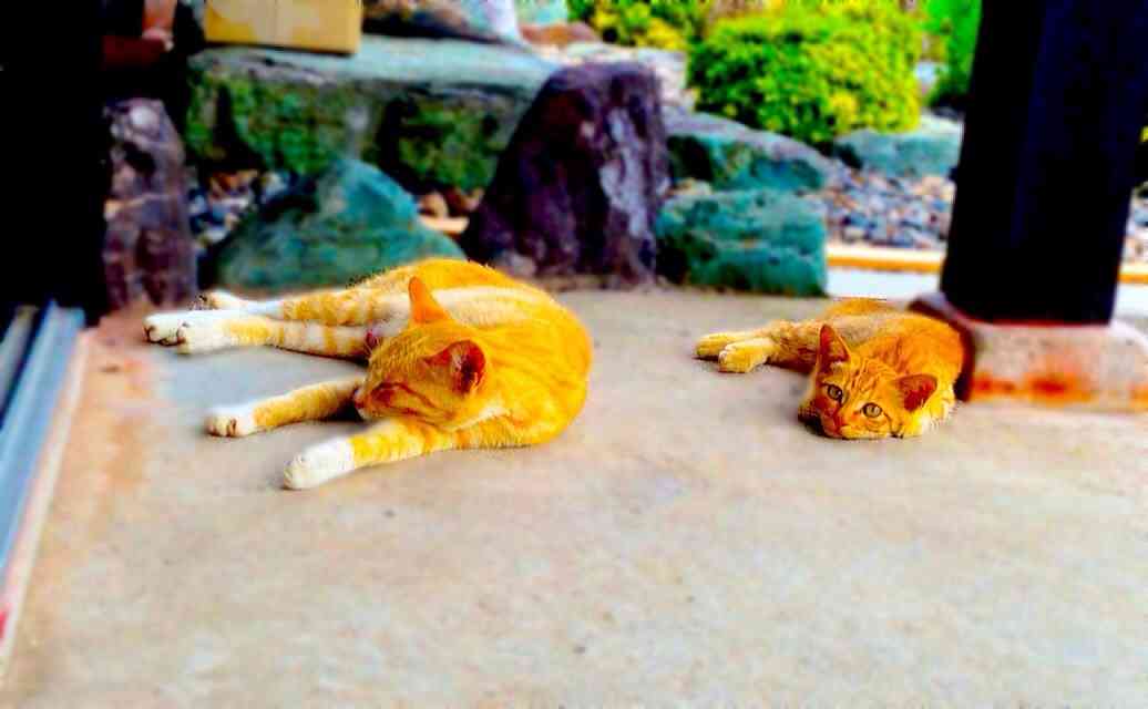 ちょっとクスッとくる猫の画像