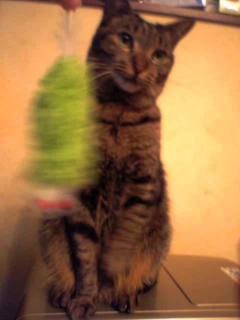 ちょっとクスッとくる猫の画像