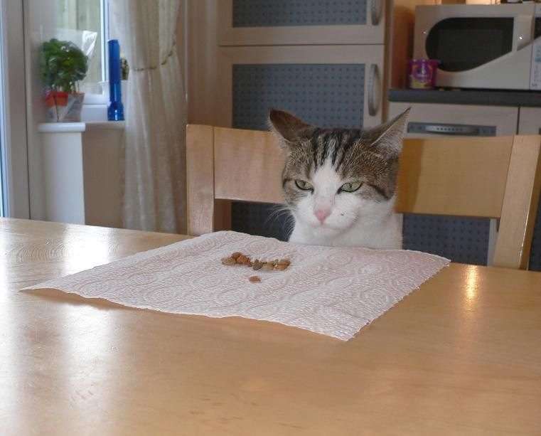 ちょっとクスッとくる猫の画像
