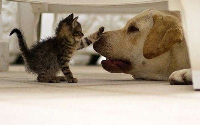 ちょっとクスッとくる猫の画像