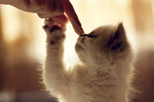 ちょっとクスッとくる猫の画像