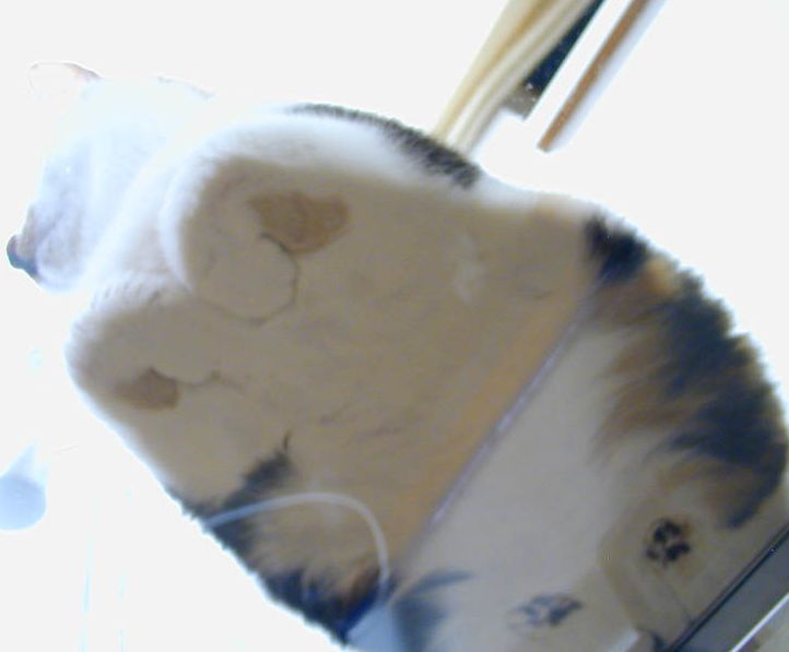 ちょっとクスッとくる猫の画像