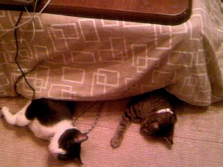 ちょっとクスッとくる猫の画像