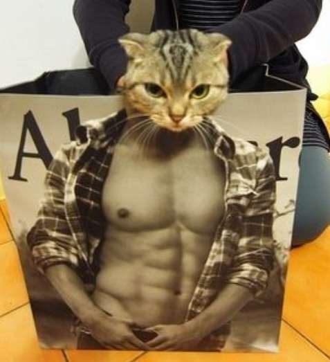 ちょっとクスッとくる猫の画像