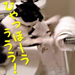 ちょっとクスッとくる猫の画像