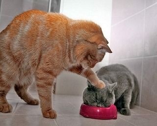 ちょっとクスッとくる猫の画像