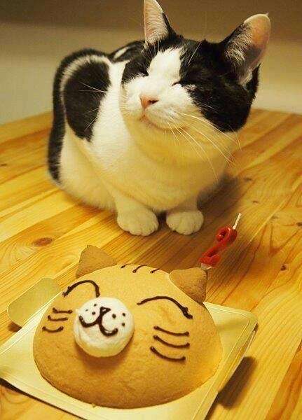 ちょっとクスッとくる猫の画像