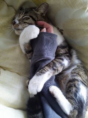 ちょっとクスッとくる猫の画像