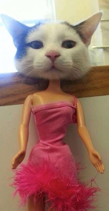 ちょっとクスッとくる猫の画像
