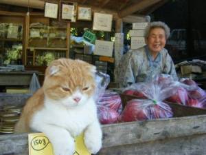 ちょっとクスッとくる猫の画像