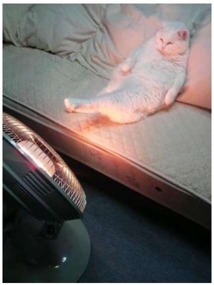 ちょっとクスッとくる猫の画像