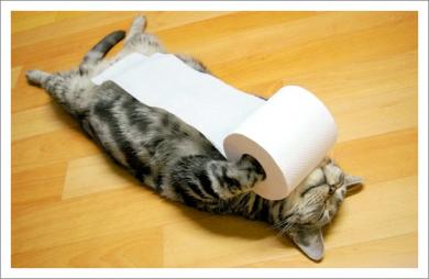 ちょっとクスッとくる猫の画像