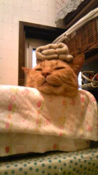 ちょっとクスッとくる猫の画像
