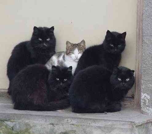 ちょっとクスッとくる猫の画像