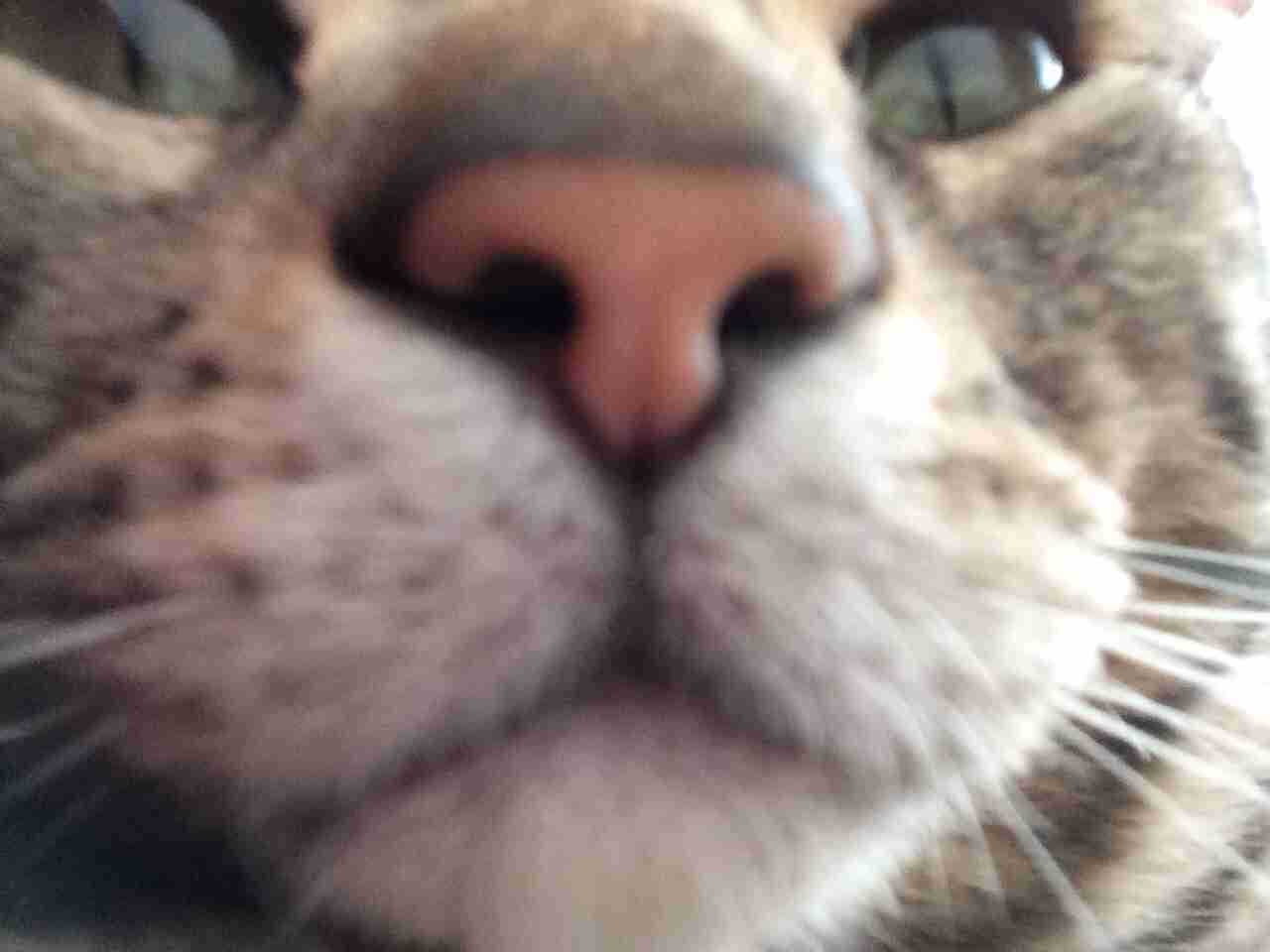 ちょっとクスッとくる猫の画像