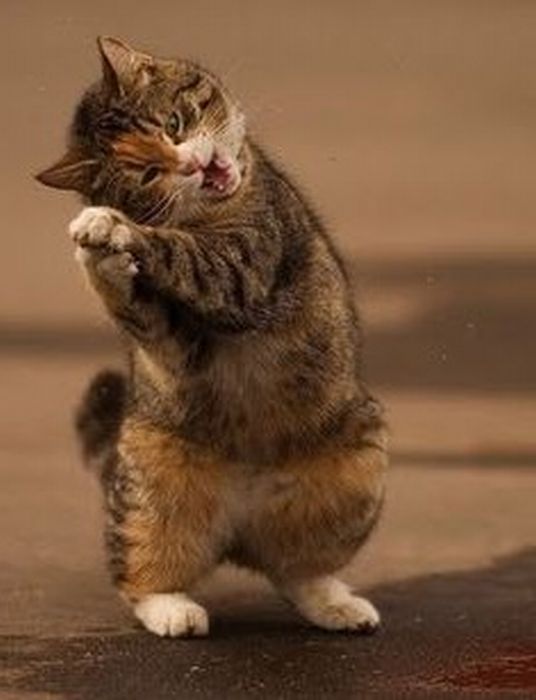 ちょっとクスッとくる猫の画像