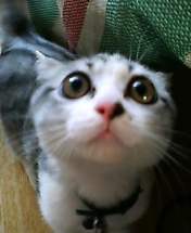 ちょっとクスッとくる猫の画像